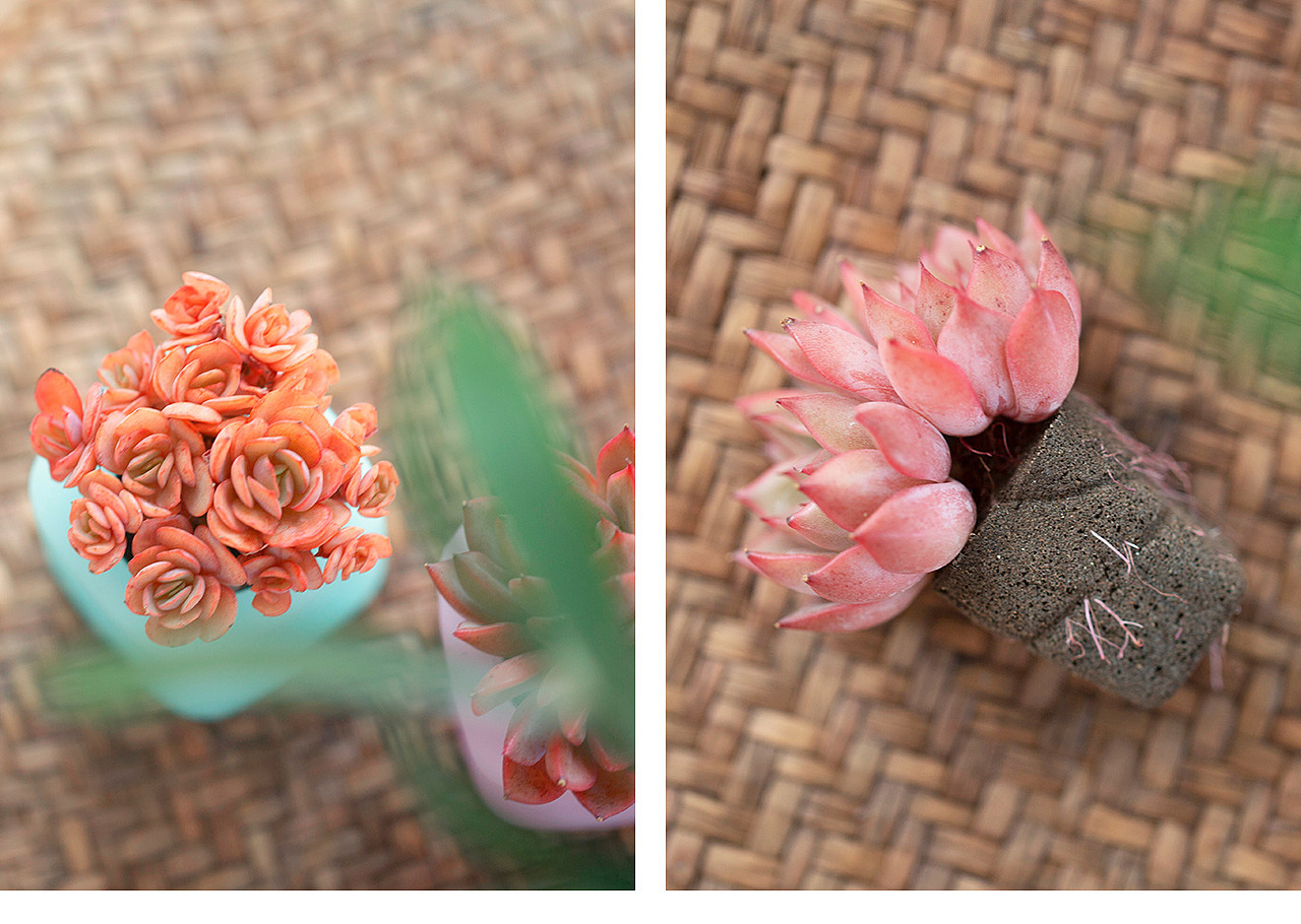 三款INS风家居无土栽培多肉植物-产品摄影（图ZMTMzNTk2Njky） - 产品摄影 - 站酷设计师Pazza大安原创素材 - 站酷ZCOOL