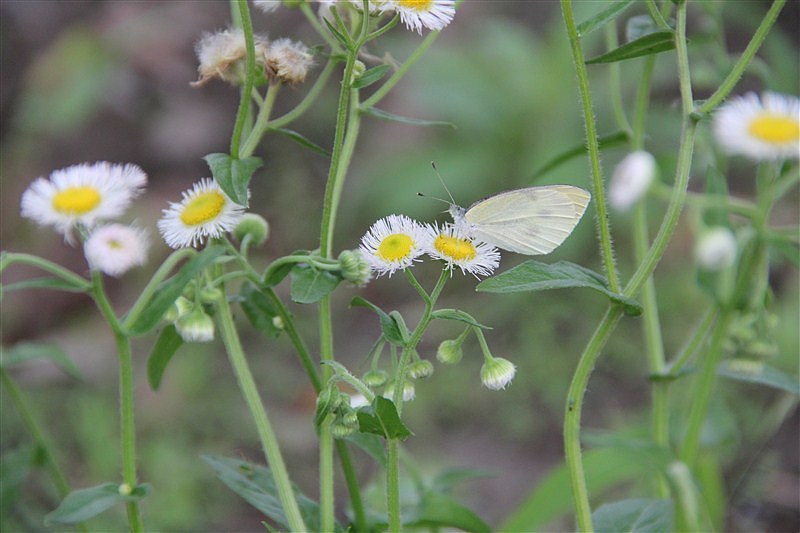 上海随拍（图ZMjUzMzI3MTI=） - 风光摄影 - 站酷设计师向日葵的阳光原创素材 - 站酷ZCOOL