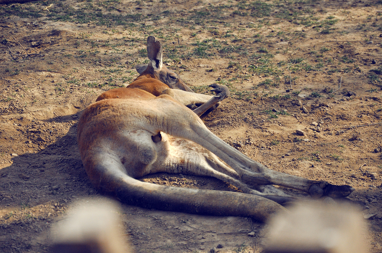 这种舒适的天气加上正好是午睡时间,大部分动物都是这状态..
