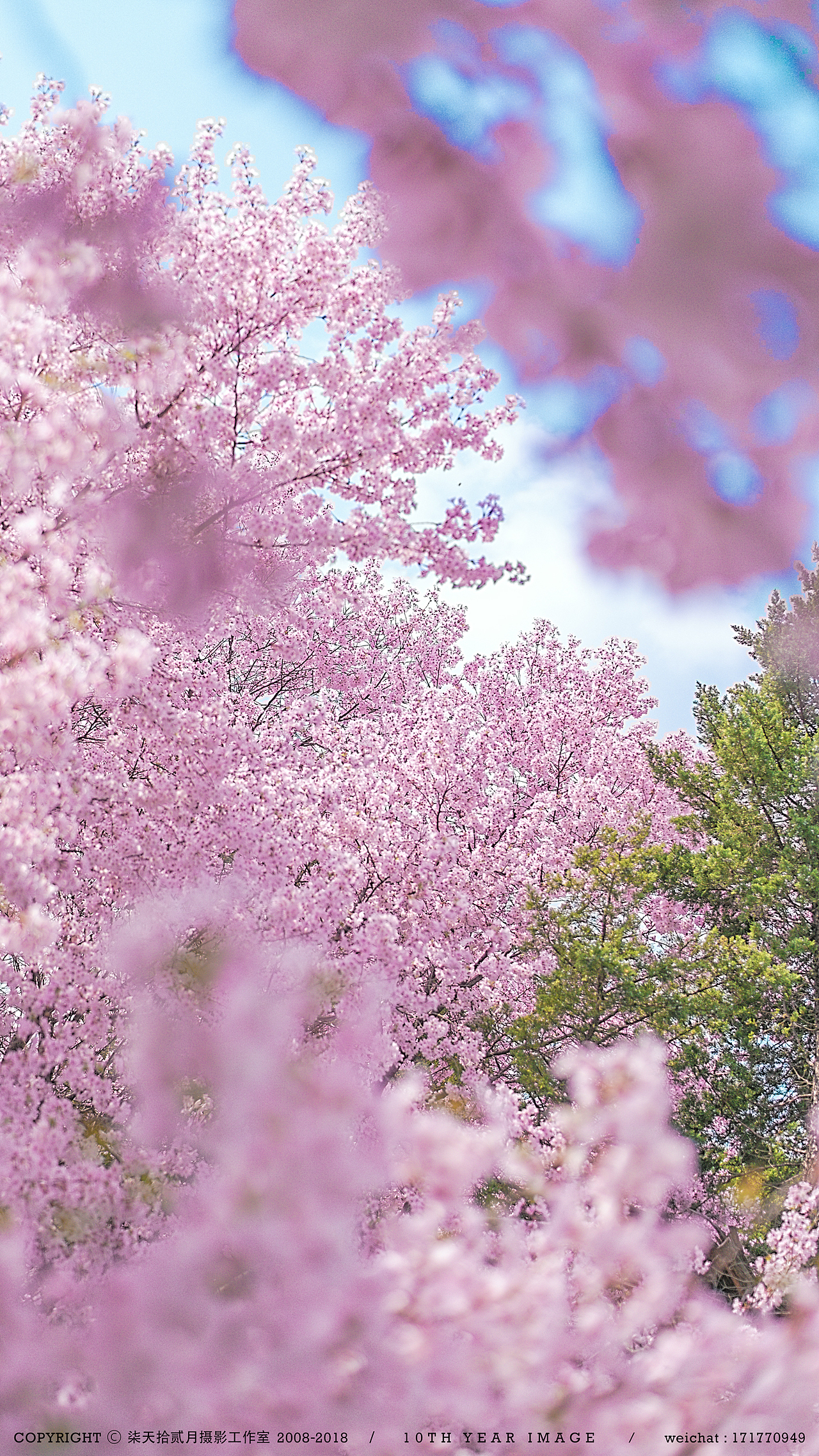 肆月-盛开 手机壁纸第二季