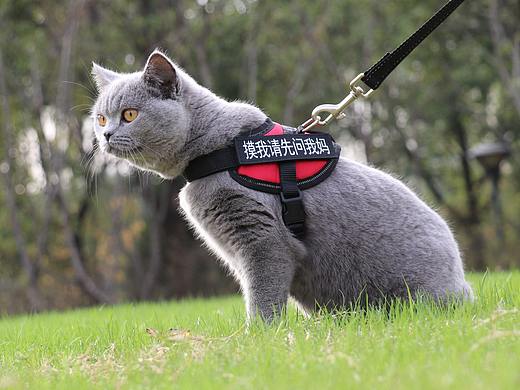 双血统 英短纯蓝色 英短蓝猫