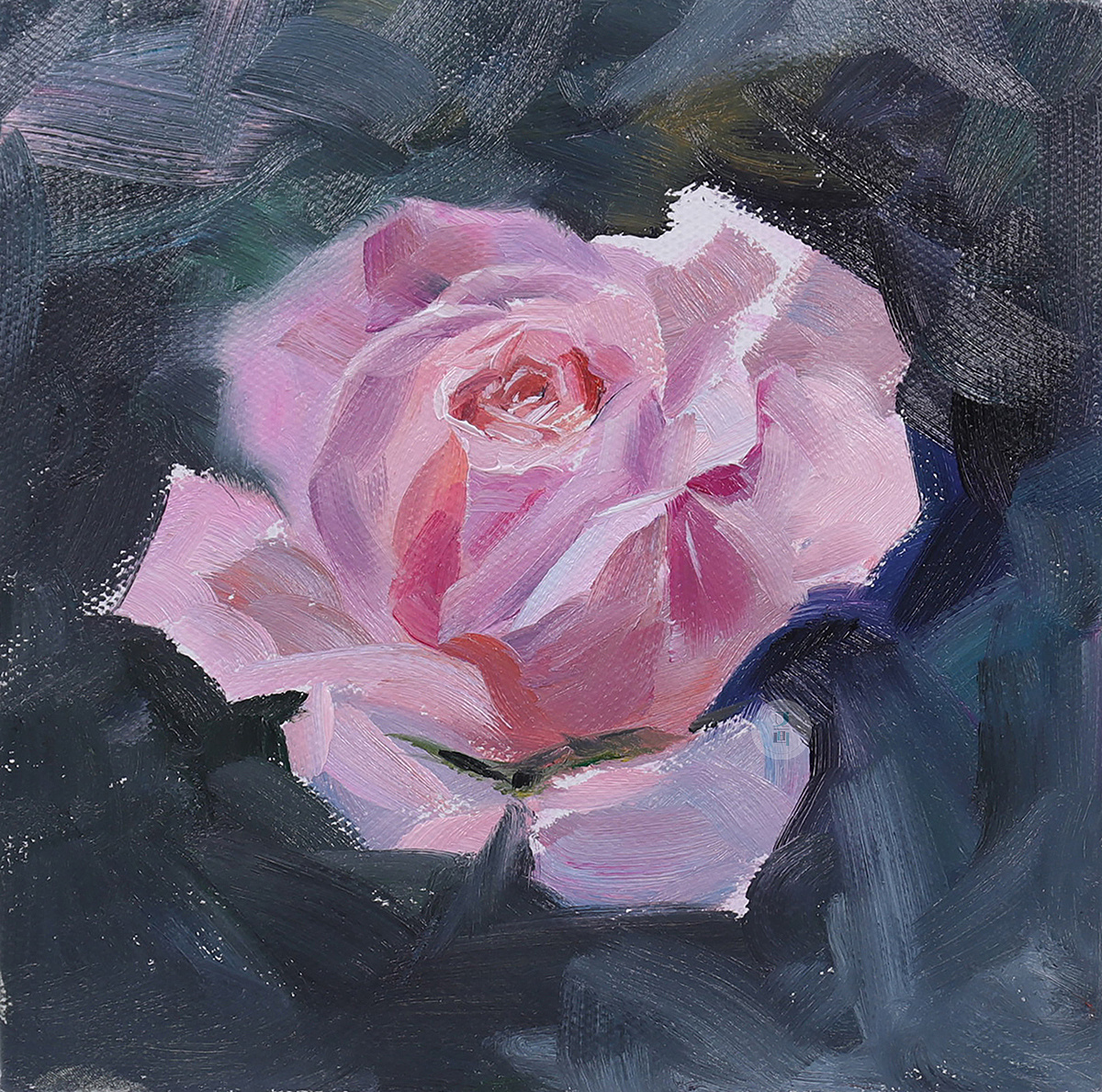 油画 粉玫瑰绘画步骤分享
