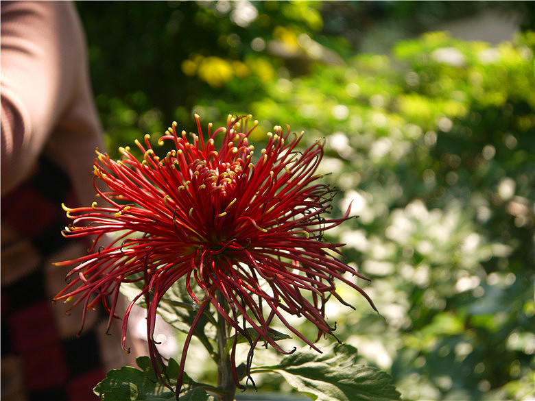 菊花（图ZMjE3MjAxMDA=） - 产品摄影 - 站酷设计师hkljb原创素材 - 站酷ZCOOL