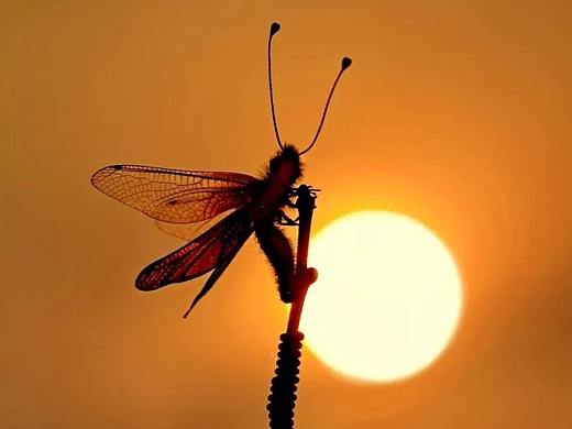 生态摄影——微距