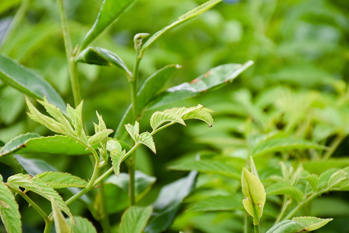 雪竹春丨茶叶品牌设计（图ZMjAxOTg5NjM2） - 品牌 - 站酷设计师叶先荣原创素材 - 站酷ZCOOL