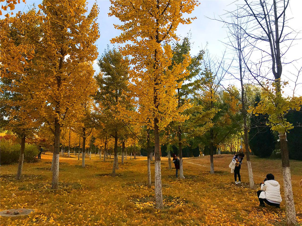 刘勇良手机纪实摄影:金色的秋