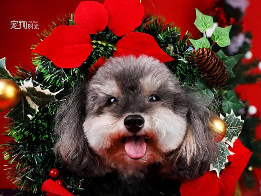 明天就是圣诞节啦，祝大家圣诞节快乐哦（个人主页-ZMzIzNTY5NTI=） - 宠物摄影 - 站酷设计师宠物时光原创素材 - 站酷ZCOOL