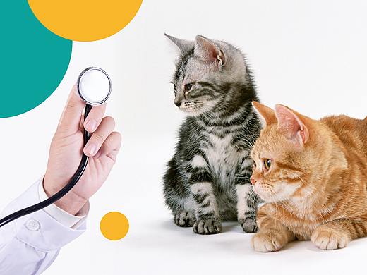 【logo设计】帕德伲迩宠物医院 #追赤视觉