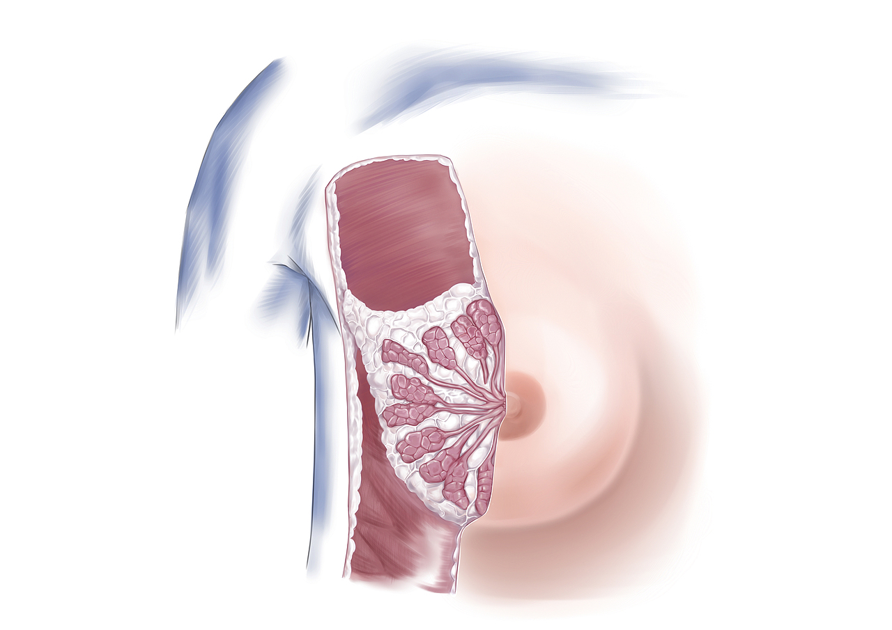 医学解剖图（乳腺科）（图ZNzE4NDc2NTI=） - 商业插画 - 站酷设计师四月梦二原创素材 - 站酷ZCOOL