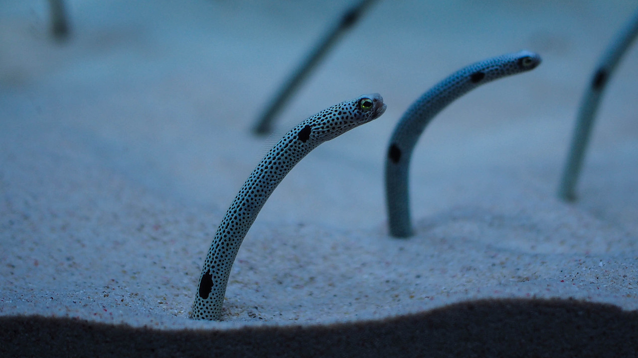 oneq-鸣沙山-3342海南之蓝|当我从天空俯瞰这片大海11505:28:51蝈蝈07