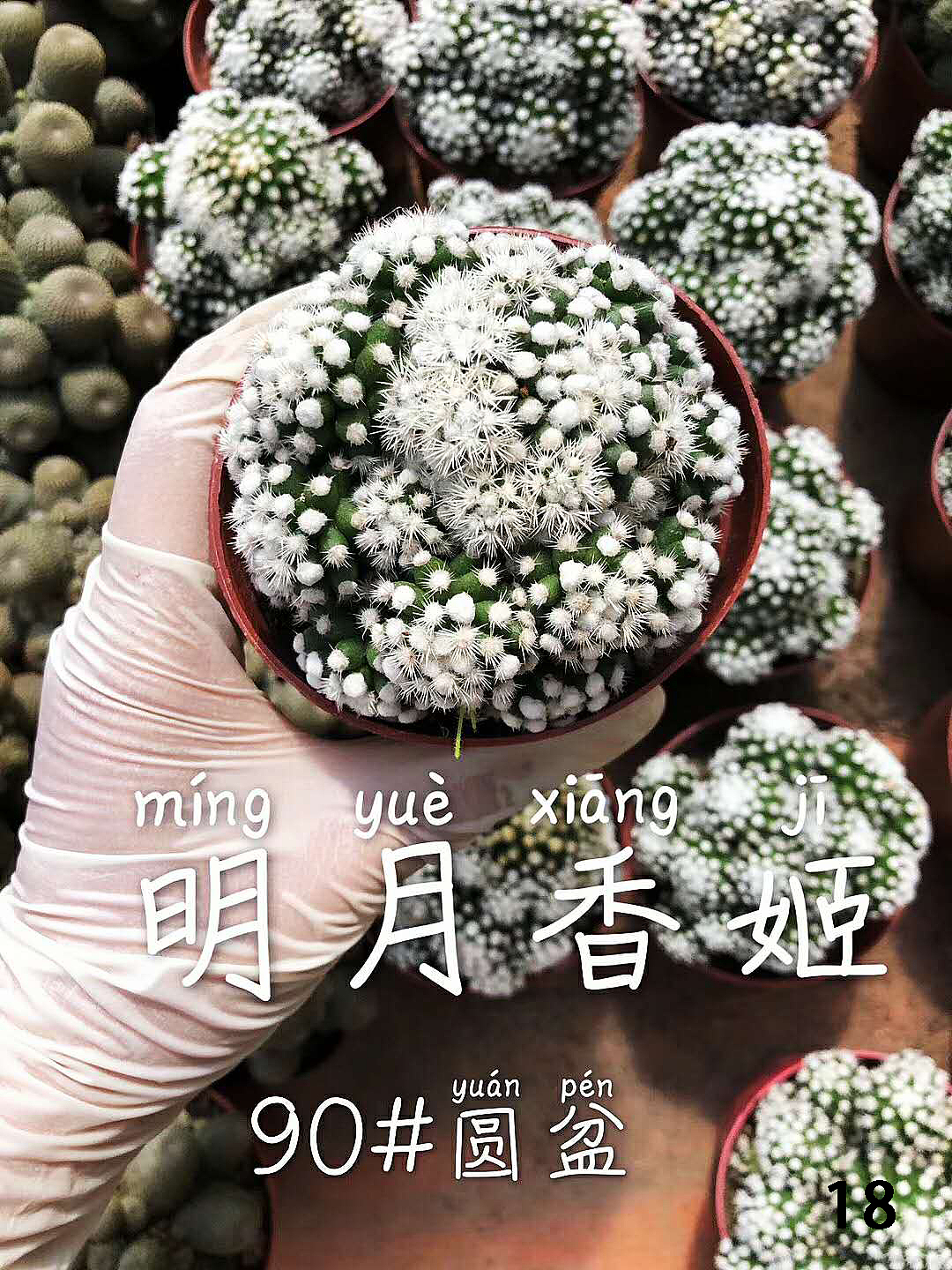 云南东南亚多肉绿植（图ZMTU1NDUxMzc2） - 产品摄影 - 站酷设计师绿植玩家原创素材 - 站酷ZCOOL