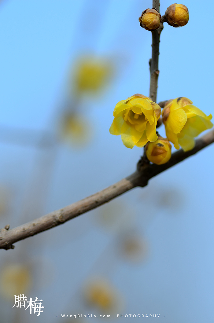 腊梅花开——开封龙亭公园