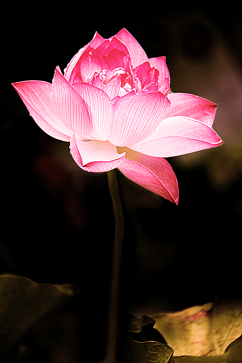 小荷才露尖尖角，早有蜻蜓立上头（图ZMTc2MDcwODQ=） - 风光摄影 - 站酷设计师echlq原创素材 - 站酷ZCOOL