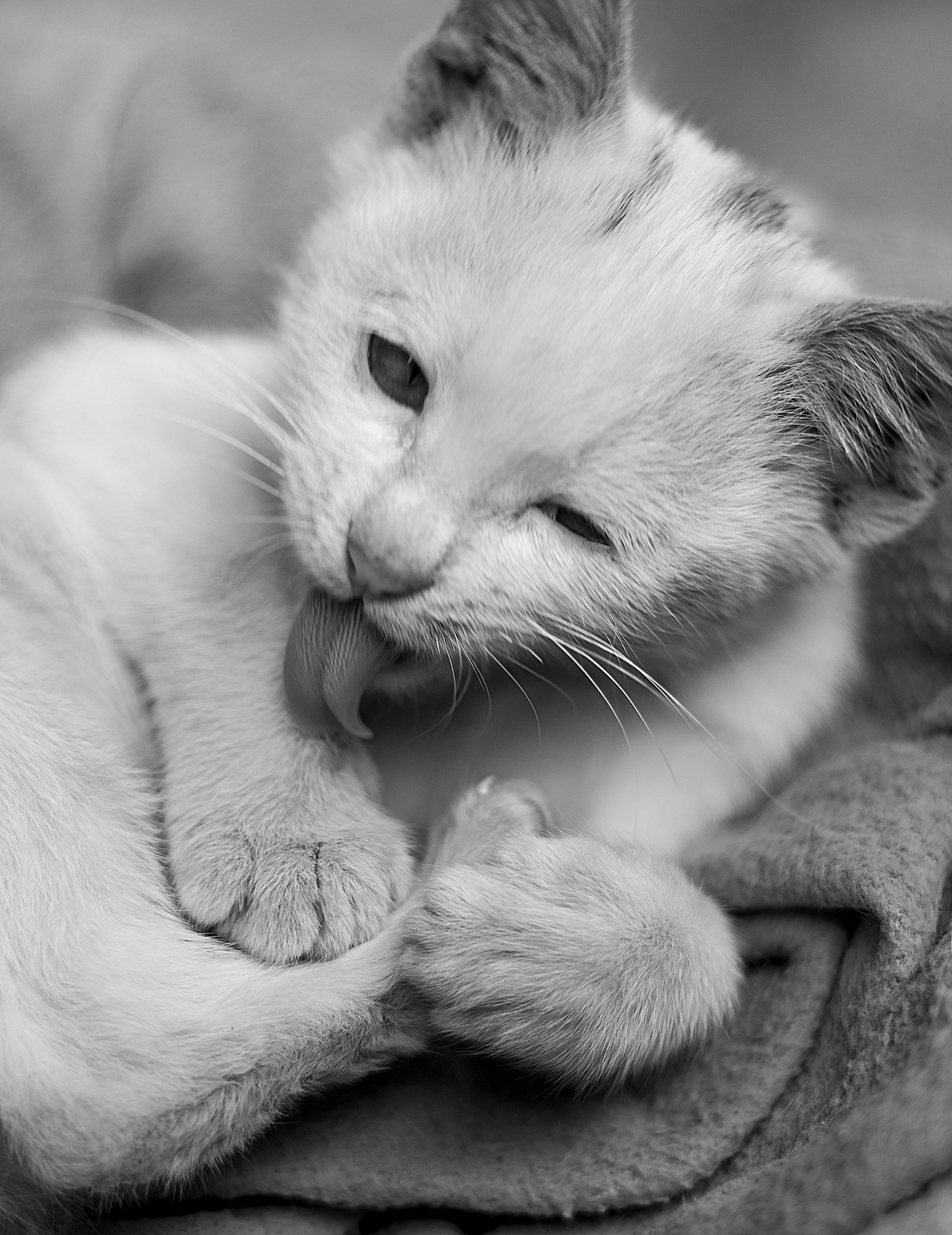 来自乡下的文艺——猫姐(>^ω^<)!!