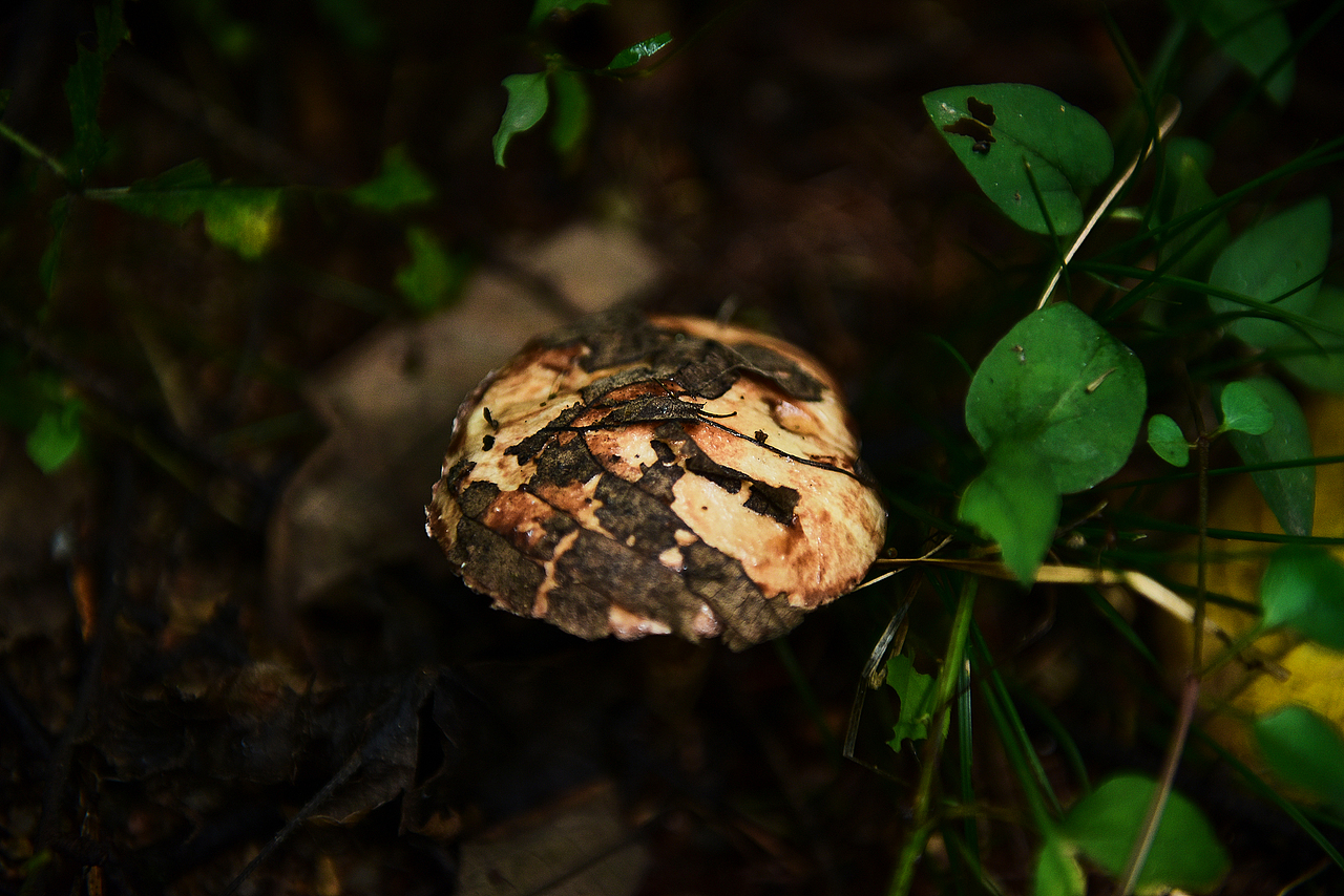 有山有水有靚照（圖ZMTI4NTkxODY0） - 產(chǎn)品攝影 - 站酷設(shè)計師攝影師JUSI阿樂原創(chuàng)素材 - 站酷ZCOOL