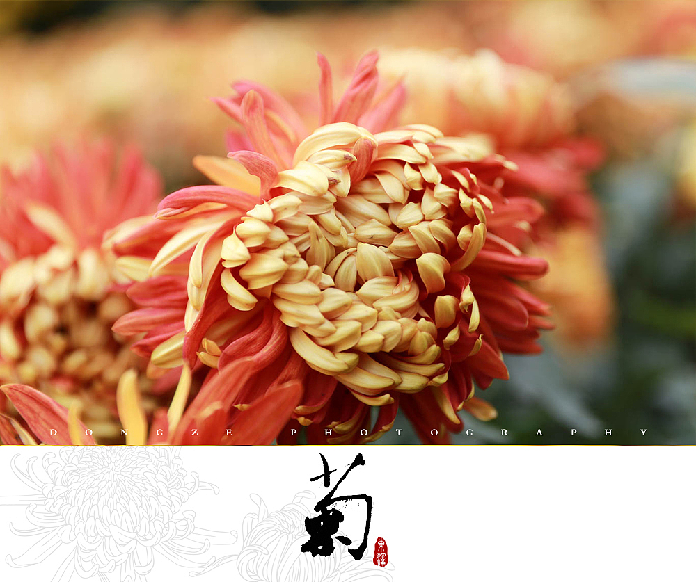 【東泽视觉】福建省第五届菊花展以及莆田市第七届盆景展