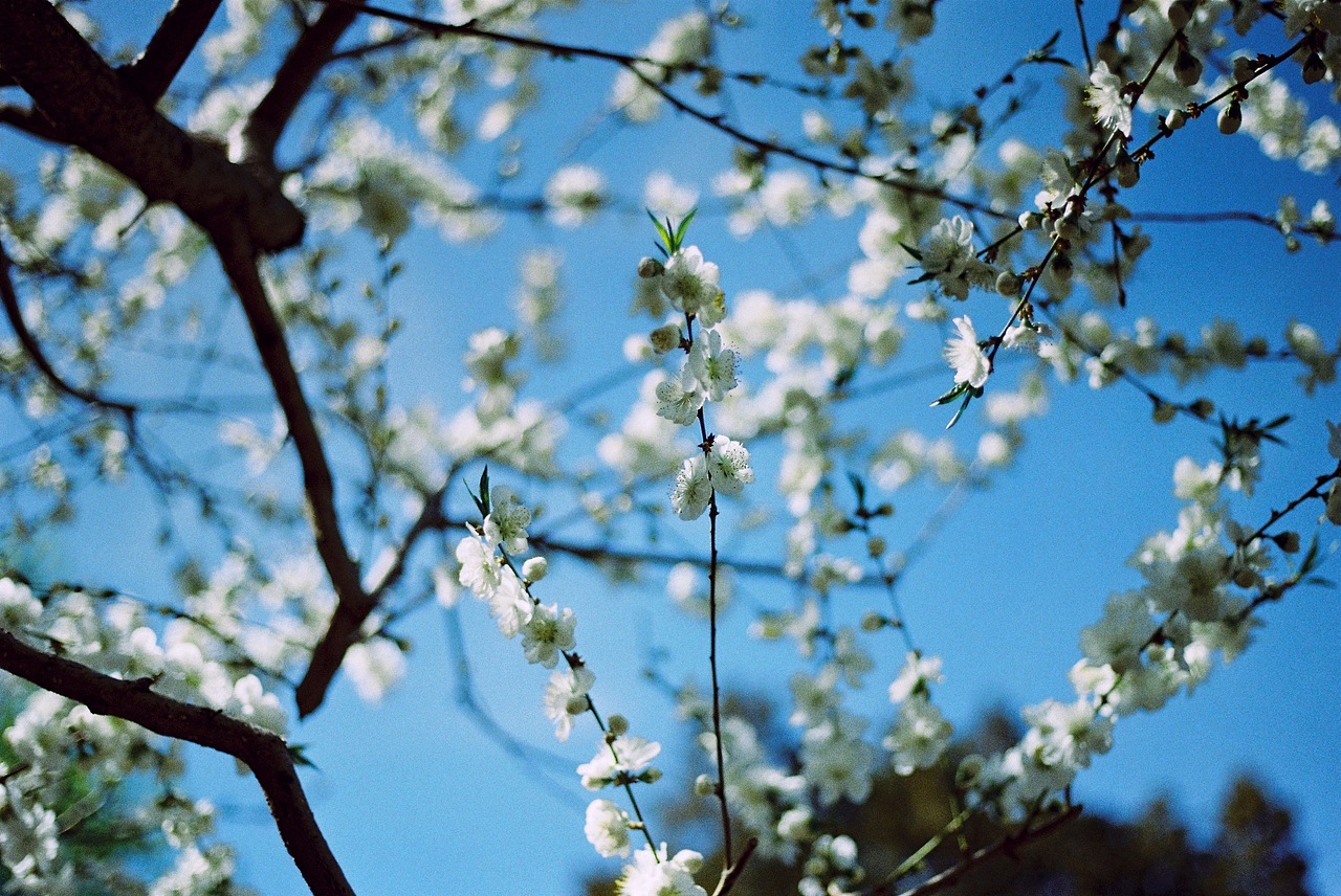 「空漫步」京城春日（图ZMjYzOTM1MDA4） - 人文/纪实摄影 - 站酷设计师Dorazico原创素材 - 站酷ZCOOL