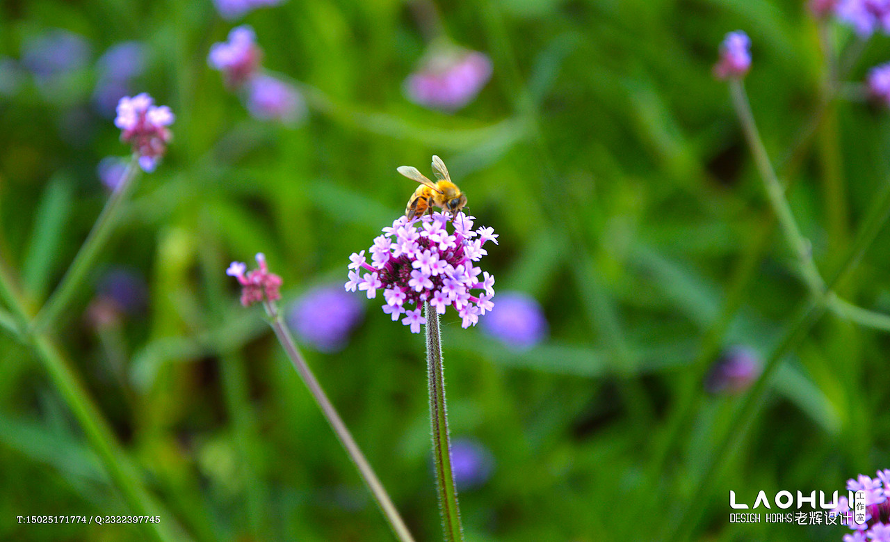 美丽的苗族姑娘（滇东北次方言-支系）之系列2（图ZNTEwMDgyMDg=） - 人像摄影 - 站酷设计师老辉设计原创素材 - 站酷ZCOOL