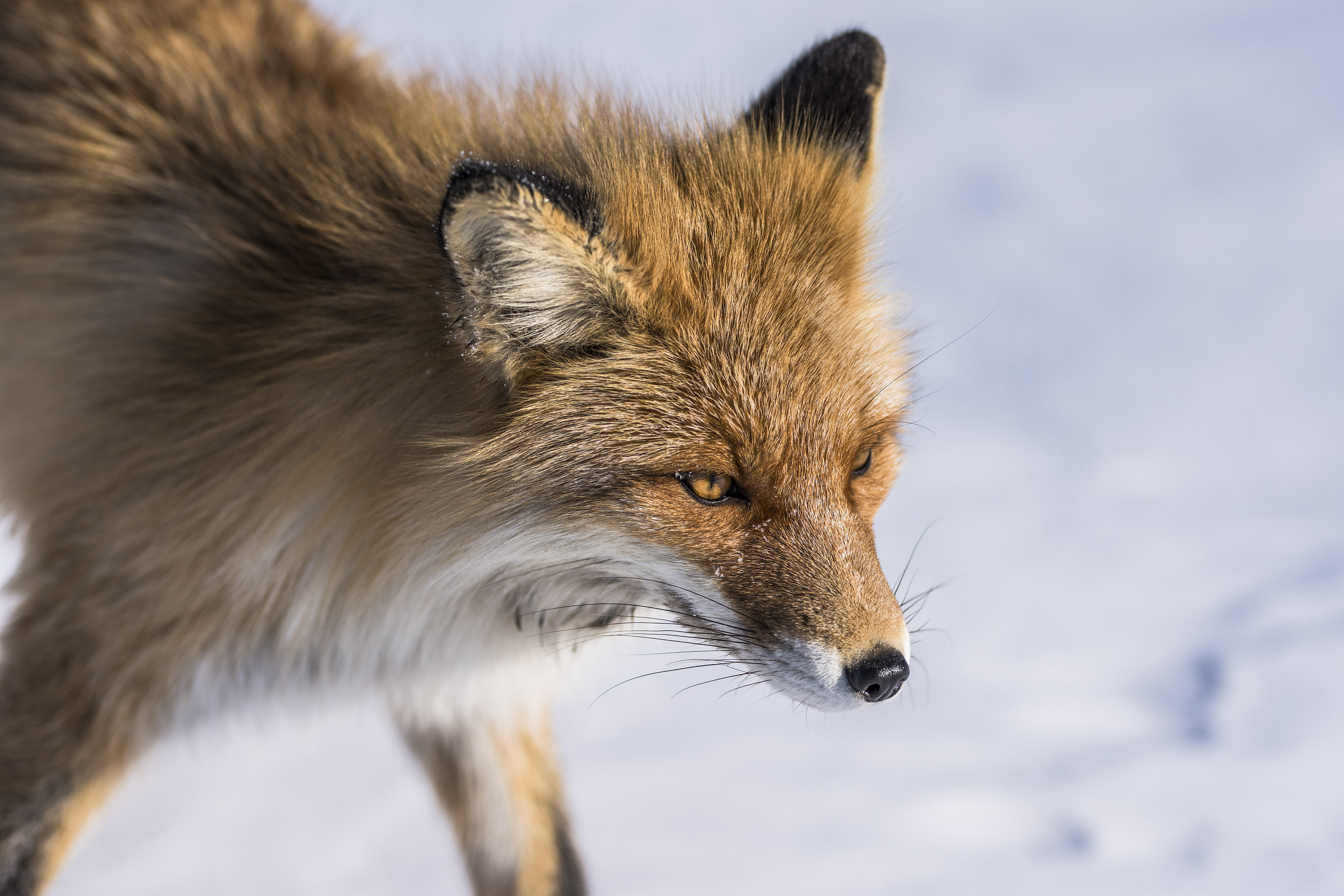 贝加尔湖偶遇北极狐