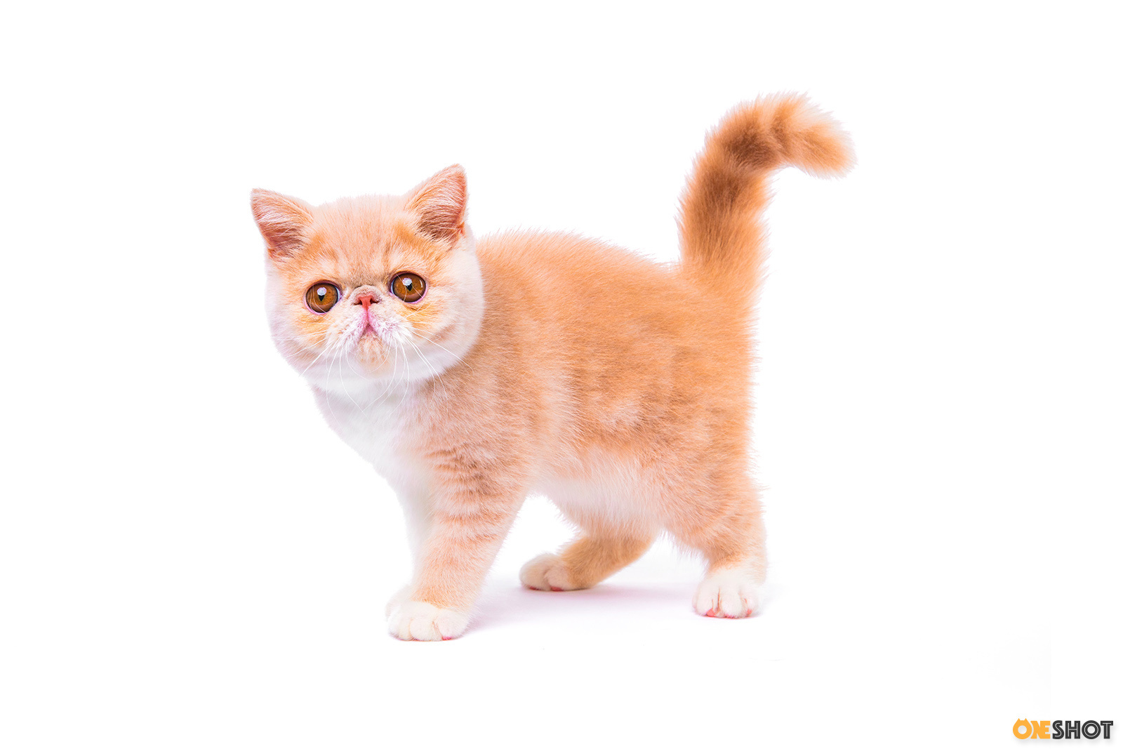 白底证件照-加菲猫(幼/成)