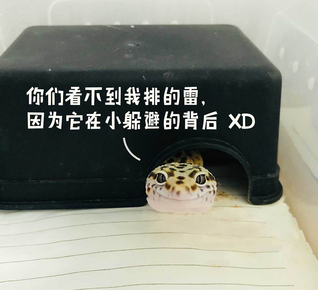 Gecko-Homies 小守宫的日常-我的优点（图ZMTA1NjUyNDcy） - 商业插画 - 站酷设计师不明大肉块原创素材 - 站酷ZCOOL