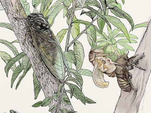 插画——知了的夏天