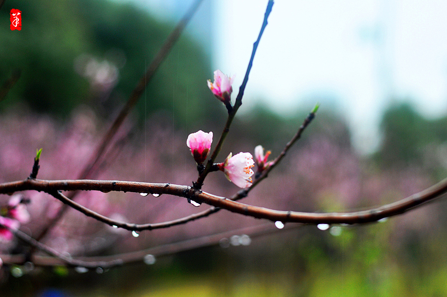 2014春·深圳大学桃花朵朵（图ZMTQwOTUwODA=） - 风光摄影 - 站酷设计师szuedu2005原创素材 - 站酷ZCOOL