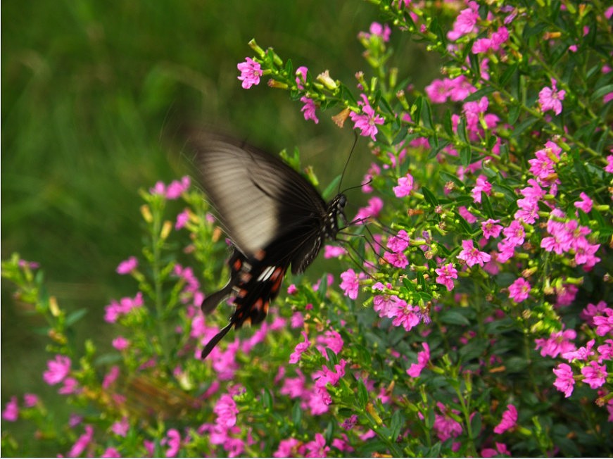 生活杂拍（图ZMjQ4ODY2MA==） - 风光摄影 - 站酷设计师lmzlucky12原创素材 - 站酷ZCOOL