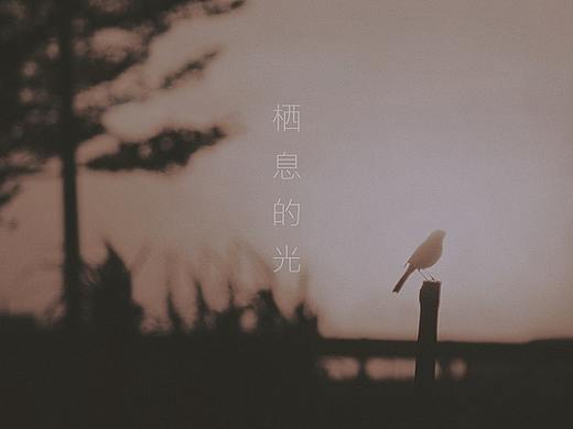 栖息的光