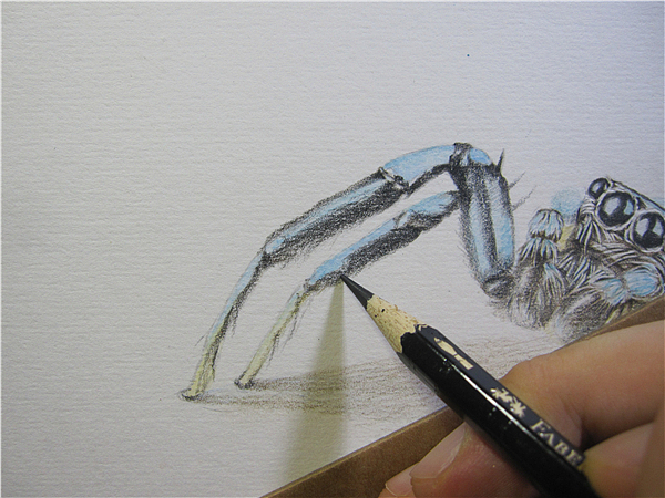 纸上彩铅跳蛛过程随录