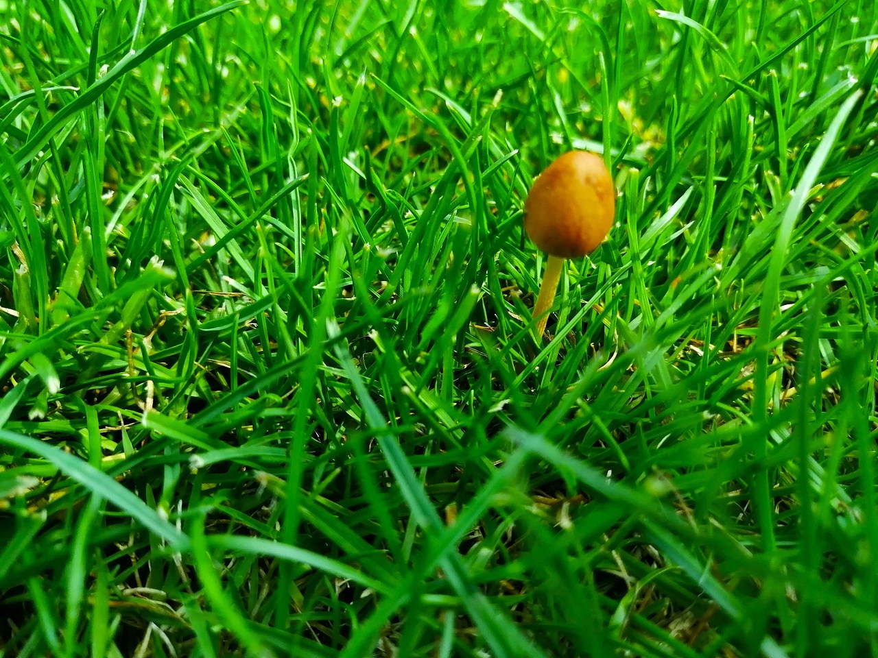 绿油油&小蘑菇
<br>