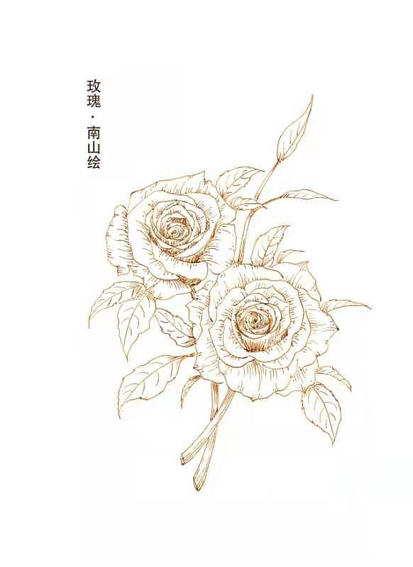 钢笔线稿花卉系列（图ZMjY3Njc3NzY4） - 艺术插画 - 站酷设计师南山绘原创素材 - 站酷ZCOOL