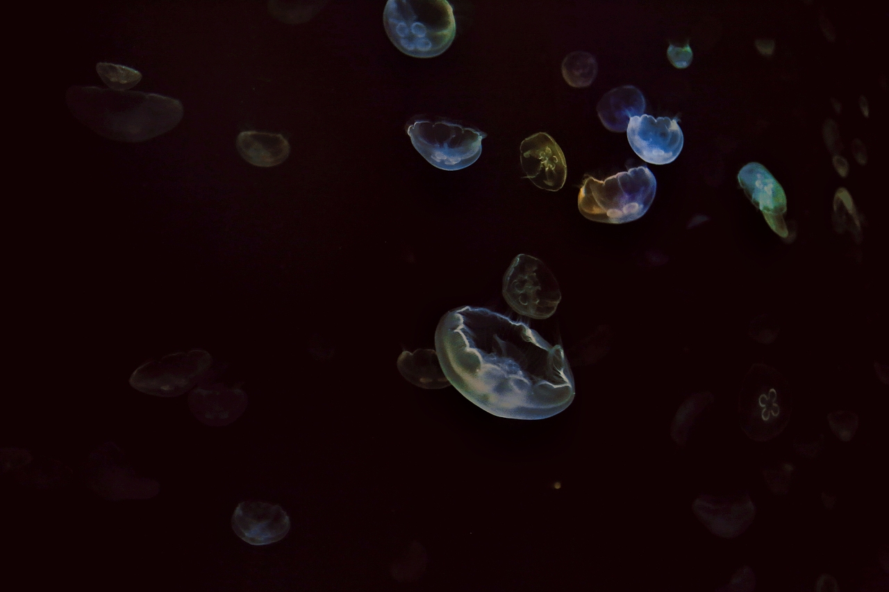 海游馆(摄影)（图ZMjQwODA0NDU2） - 风光摄影 - 站酷设计师sin纯子原创素材 - 站酷ZCOOL