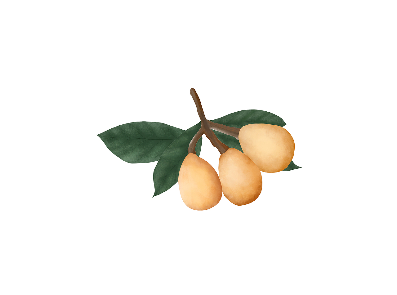 水果系列-枇杷（图ZMjMyODA4MzYw） - 商业插画 - 站酷设计师順殷原创素材 - 站酷ZCOOL