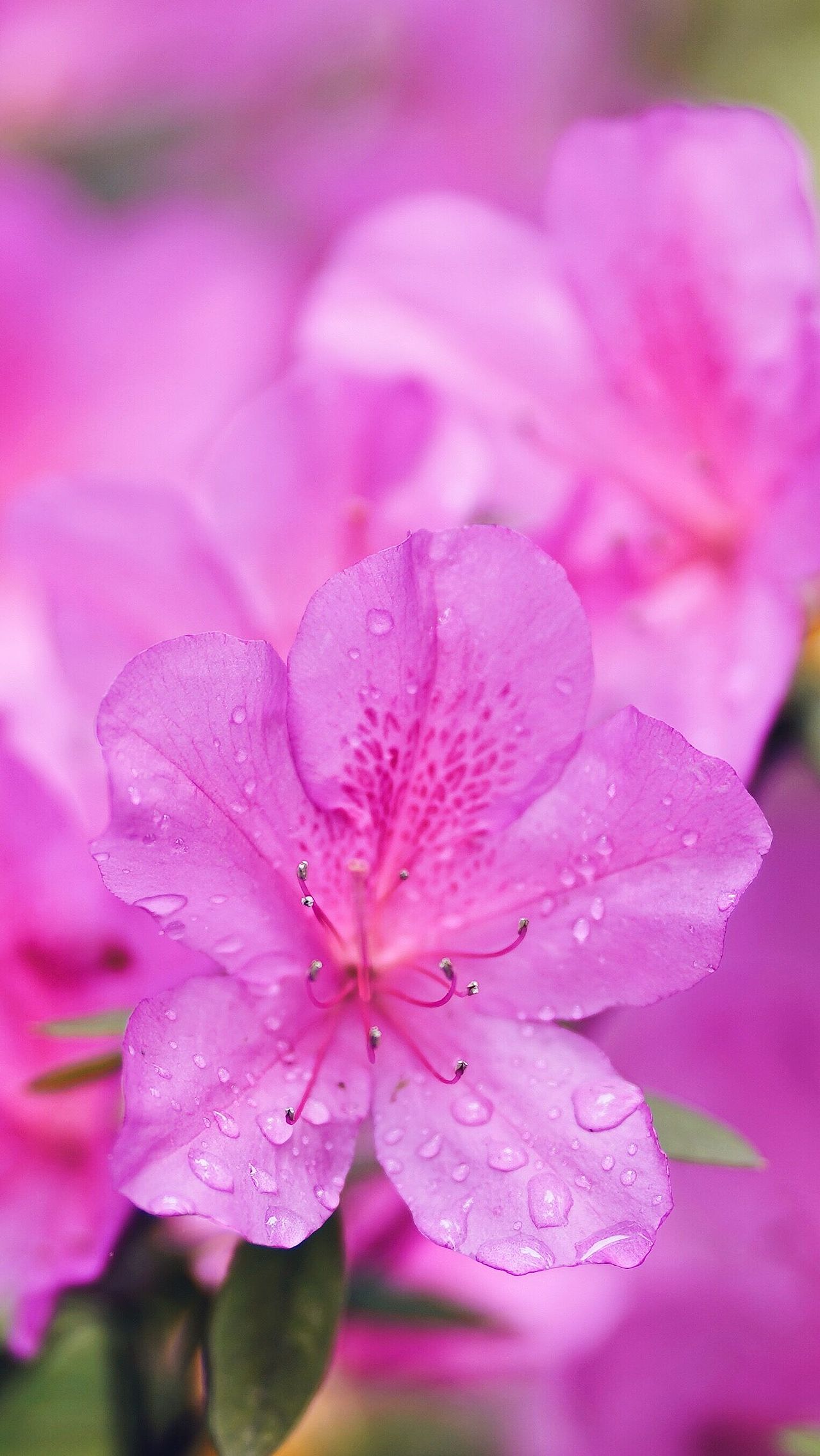 梦里花落知多少（图ZMTExNjM3MTU2） - 产品摄影 - 站酷设计师V森_原创素材 - 站酷ZCOOL