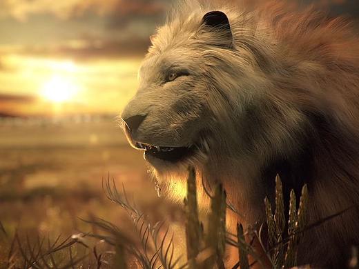 Lion fur test