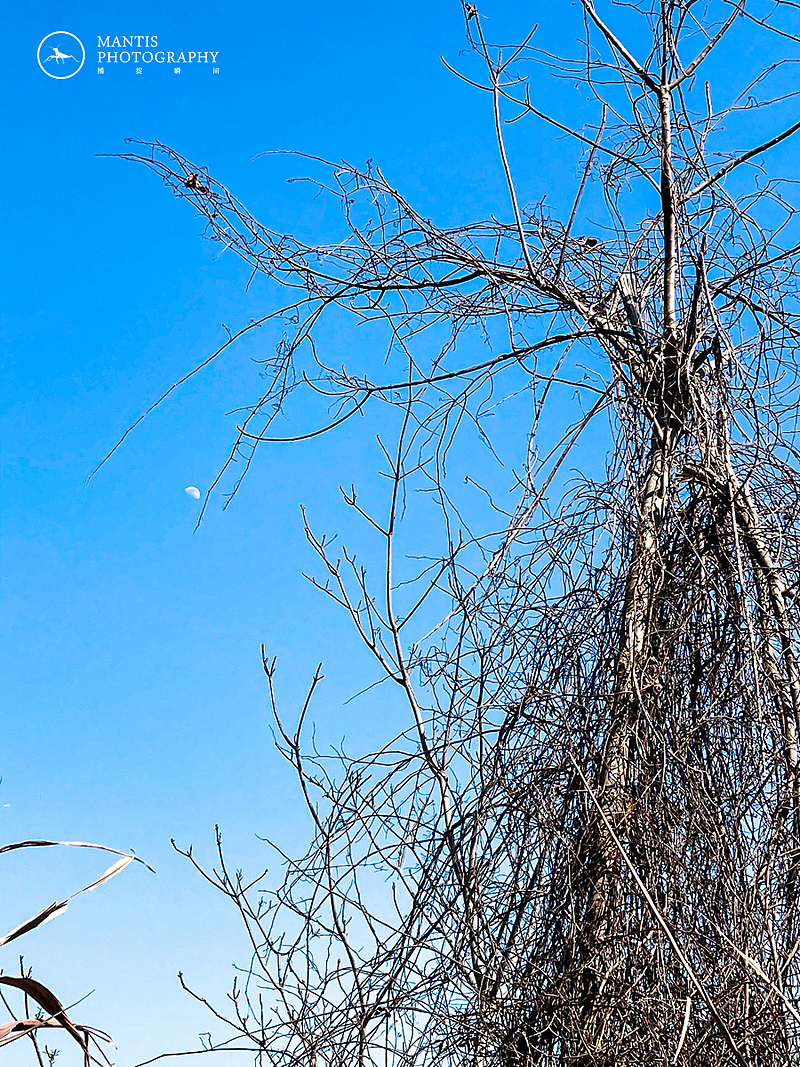 MANTIS 随拍2021（图ZMjgxNjA5NzIw） - 风光摄影 - 站酷设计师aaa62621185原创素材 - 站酷ZCOOL