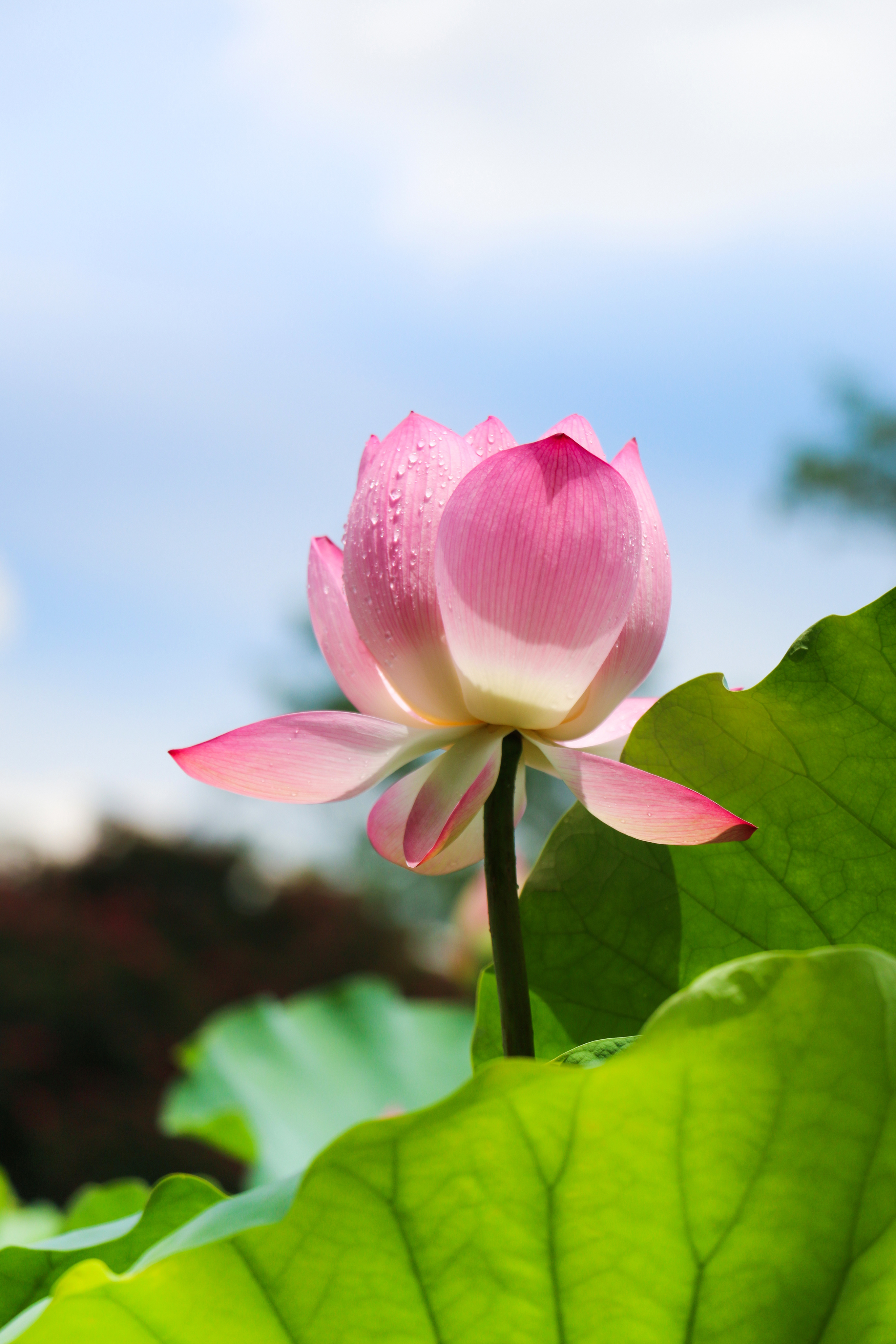 深圳洪湖公园_荷花