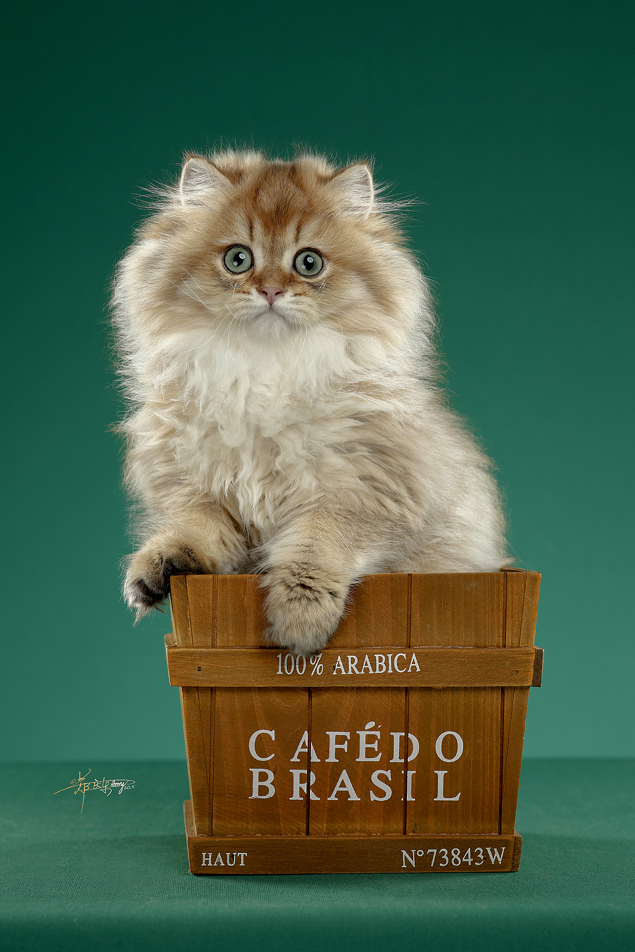 英国长毛猫（图ZMjQxODIzNTI0） - 宠物摄影 - 站酷设计师AMYWORKS赛猫摄影原创素材 - 站酷ZCOOL