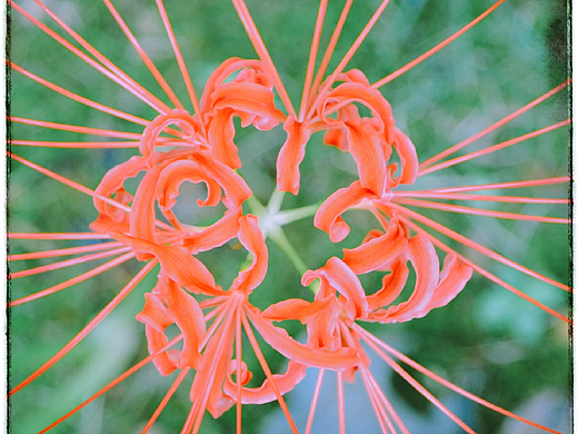 彼岸花（個(gè)人主頁-ZMjQwNTQ0ODg=） - 風(fēng)光攝影 - 站酷設(shè)計(jì)師愛攝影的五花肉原創(chuàng)素材 - 站酷ZCOOL