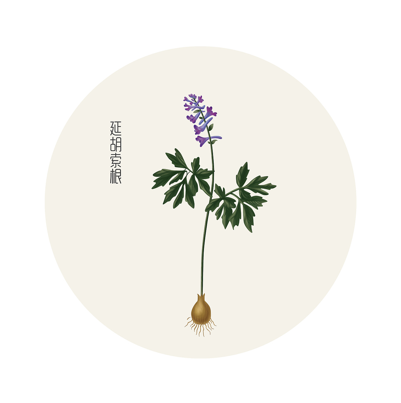 药材手绘（图ZMjYxMjEwNTQ0） - 商业插画 - 站酷设计师花面猫的设计原创素材 - 站酷ZCOOL
