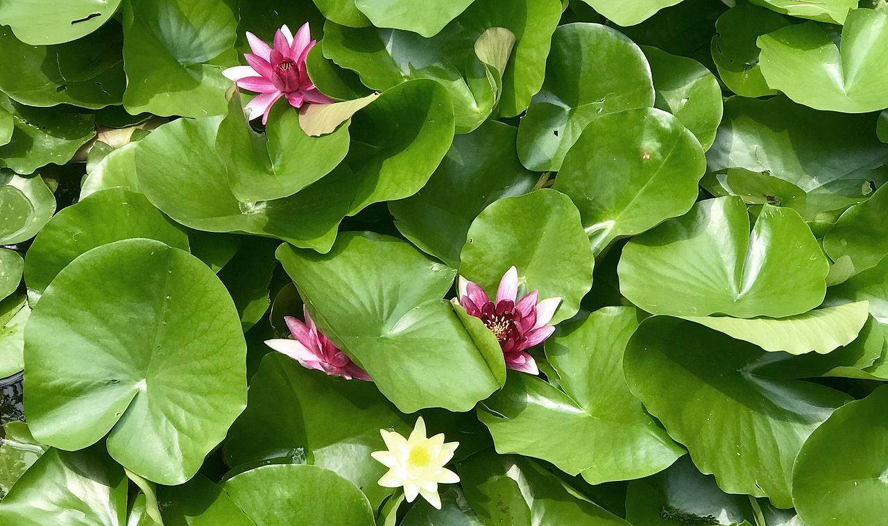 随手拍 圆明园遗址公园 西洋楼遗址 荷花 黑天鹅