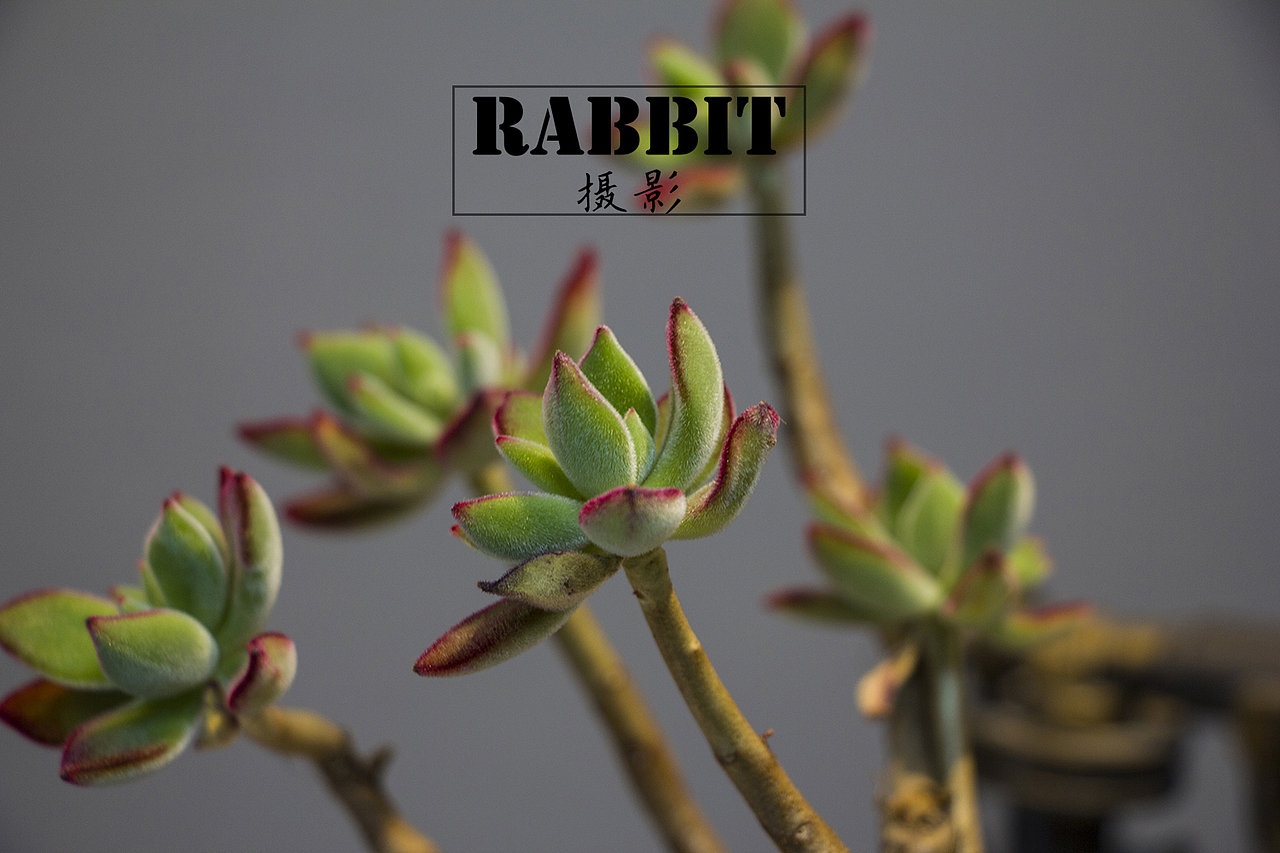 摄影（多肉植物（图ZMTA0MDIyODY0） - 产品摄影 - 站酷设计师w视角原创素材 - 站酷ZCOOL