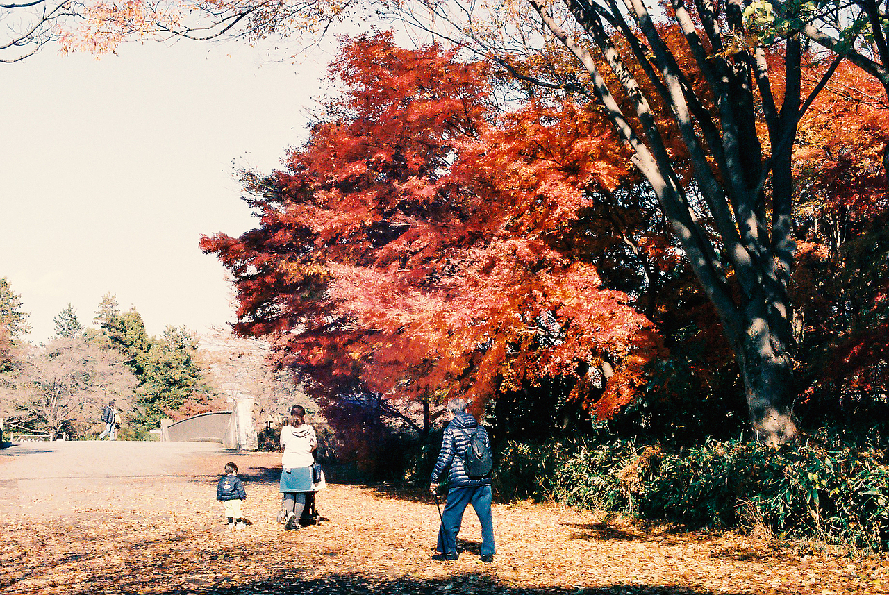午后漫步(东京)