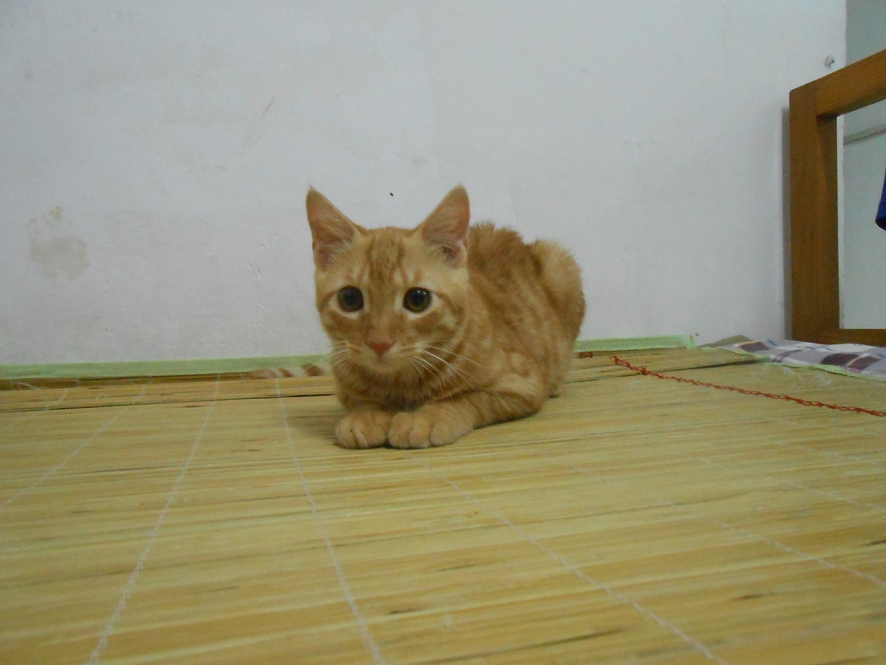 我家的猫猫(图ZMjU3NzExNjg=) - 宠物摄影 - 站酷设计师兰芯儿原创素材 - 站酷ZCOOL