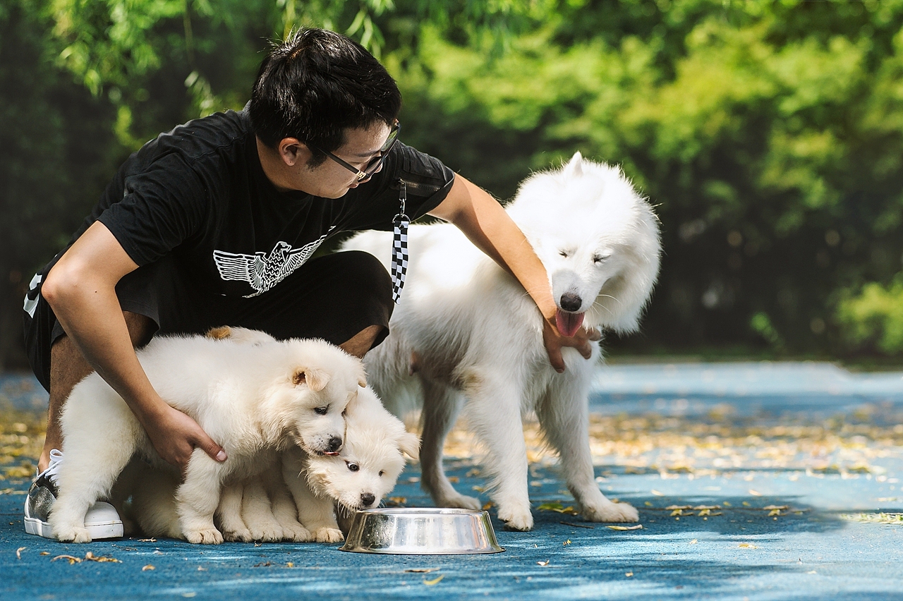 【均木纪实宠物摄影】记,一群松萨的奶汪们第一次郊游