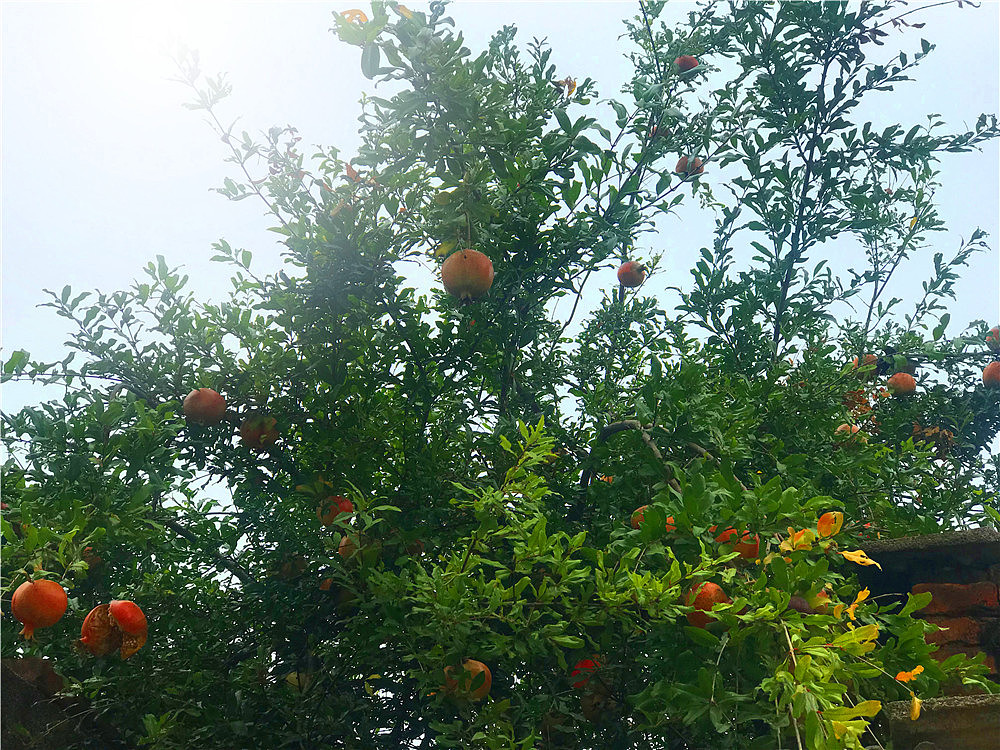 刘勇良手机纪实摄影:收获的季节