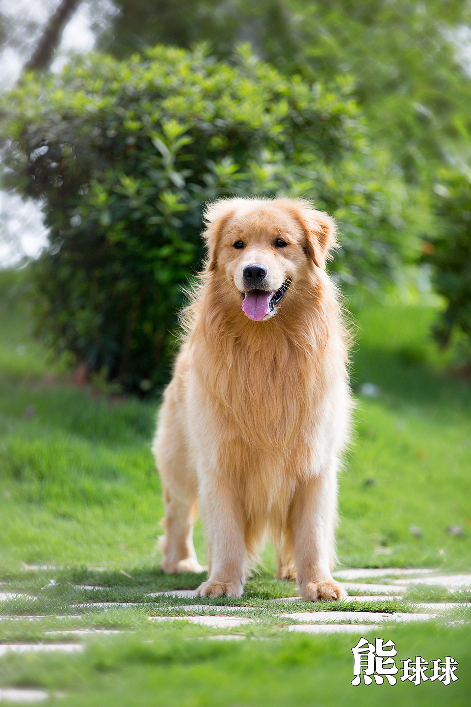 美丽温顺的暖男大金毛写真