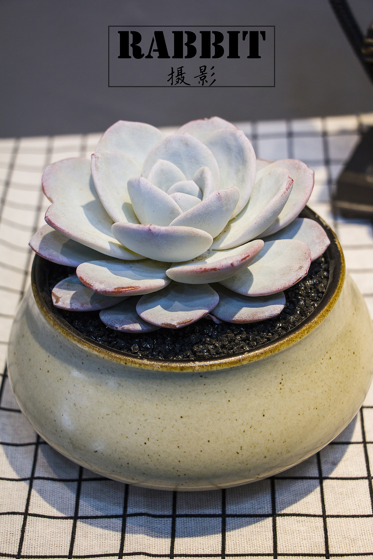 摄影（多肉植物（图ZMTA0MDIyOTQw） - 产品摄影 - 站酷设计师w视角原创素材 - 站酷ZCOOL