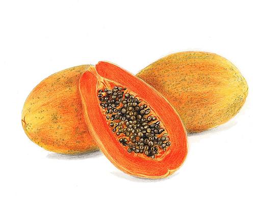 【驴大萌彩铅教程247】手绘24节气水果图鉴 雨水木瓜